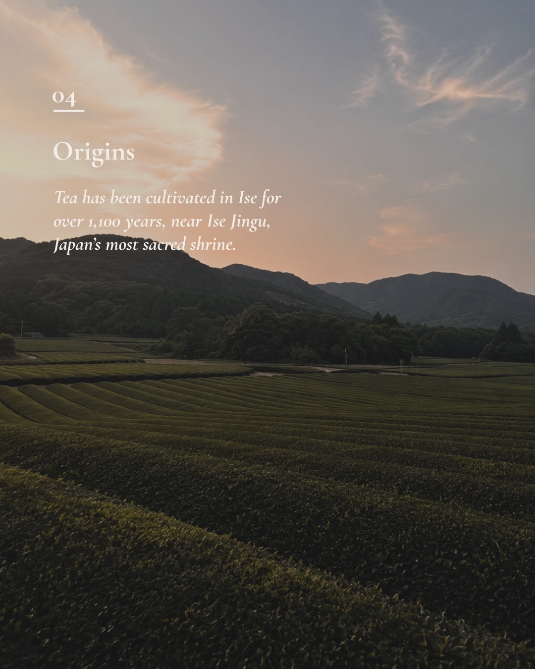 The origins of Ise tea across fields beneath a warm evening sky